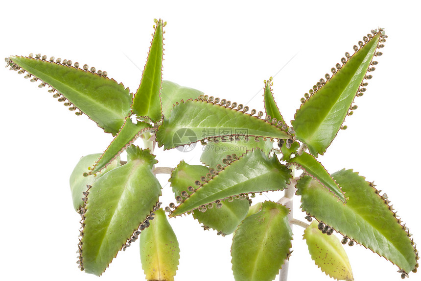 卡兰乔达格雷蒙蒂亚纳a草药植物叶子草本植物宏观绿色图片