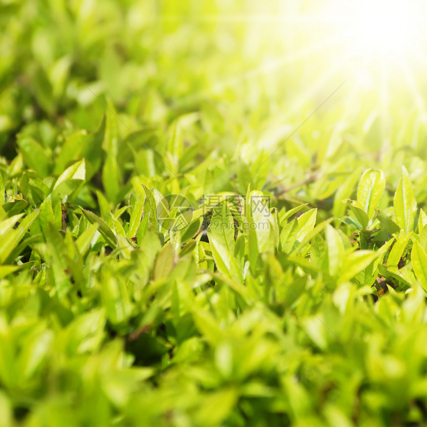 春绿假射线风景季节阳光太阳生态叶子环境花园晴天图片