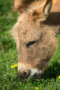 Burro 纵向背景图片