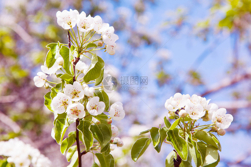 泉水中的树苗阳光晴天李子天空花粉植物植物群天堂花园花朵图片