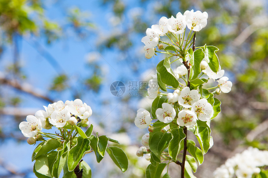 泉水中的树苗季节叶子蓝色阳光晴天植物植物学花瓣天空李子图片