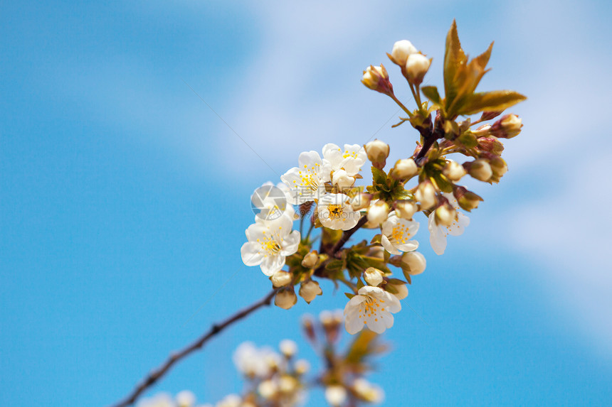 泉水中的树苗花粉阳光天空花园花瓣植物群花朵植物学蓝色季节图片