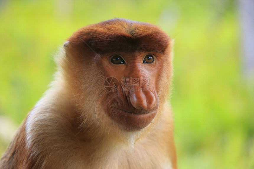 马来西亚婆罗洲Proboscis猴子肖像夫妻濒危森林幼虫男性荒野动物平台旅行丛林图片