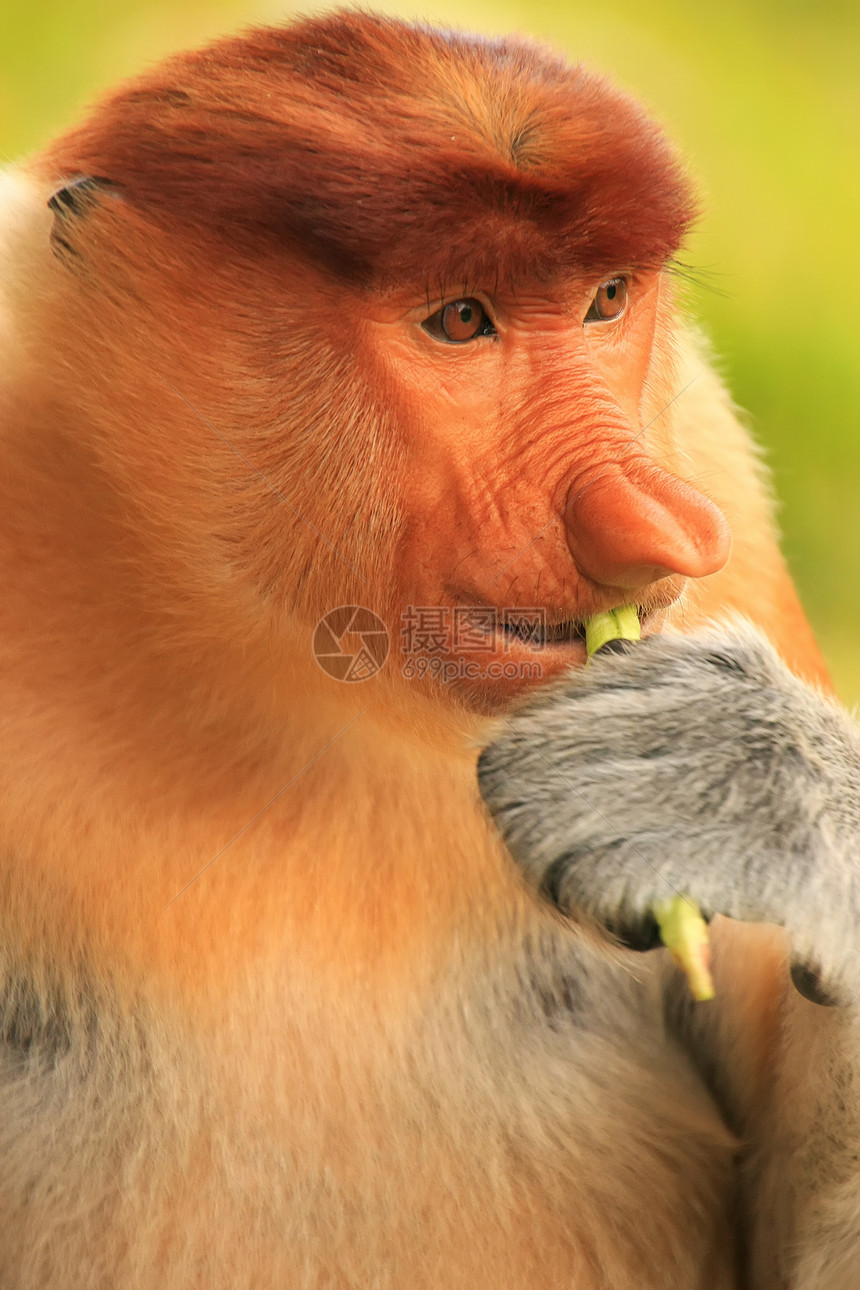 马来西亚婆罗洲Proboscis猴子饮食的肖像荒野哺乳动物鼻子红树丛林森林灵长类鼻音男性平台图片