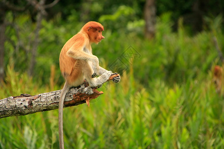西必洛马来西亚婆罗洲 Borneo 坐在一棵树上旅行丛林男性濒危鼻子鼻音红树情调野生动物平台背景