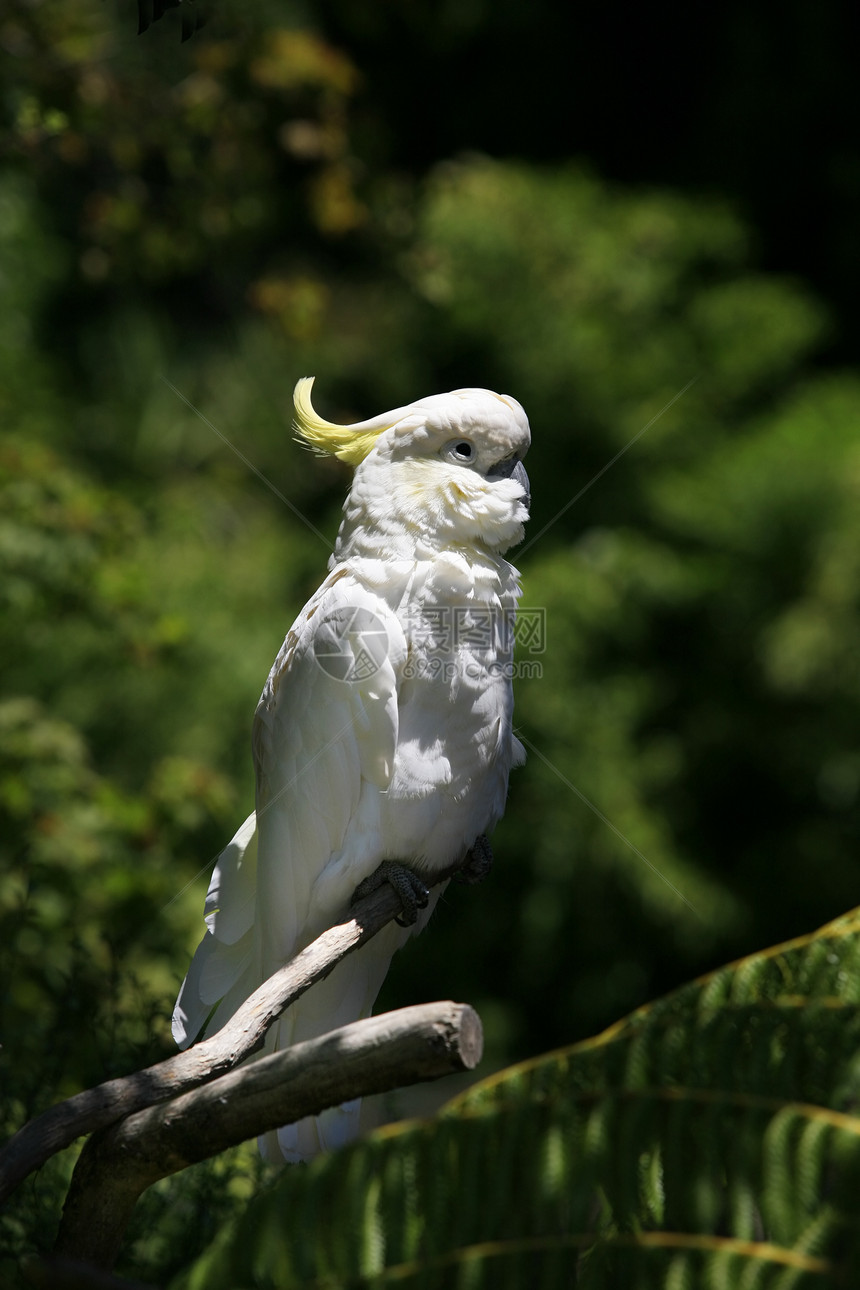 Parrot 鹦鹉羽毛野生动物翅膀宠物金子金刚鹦鹉蓝色白色动物园异国图片