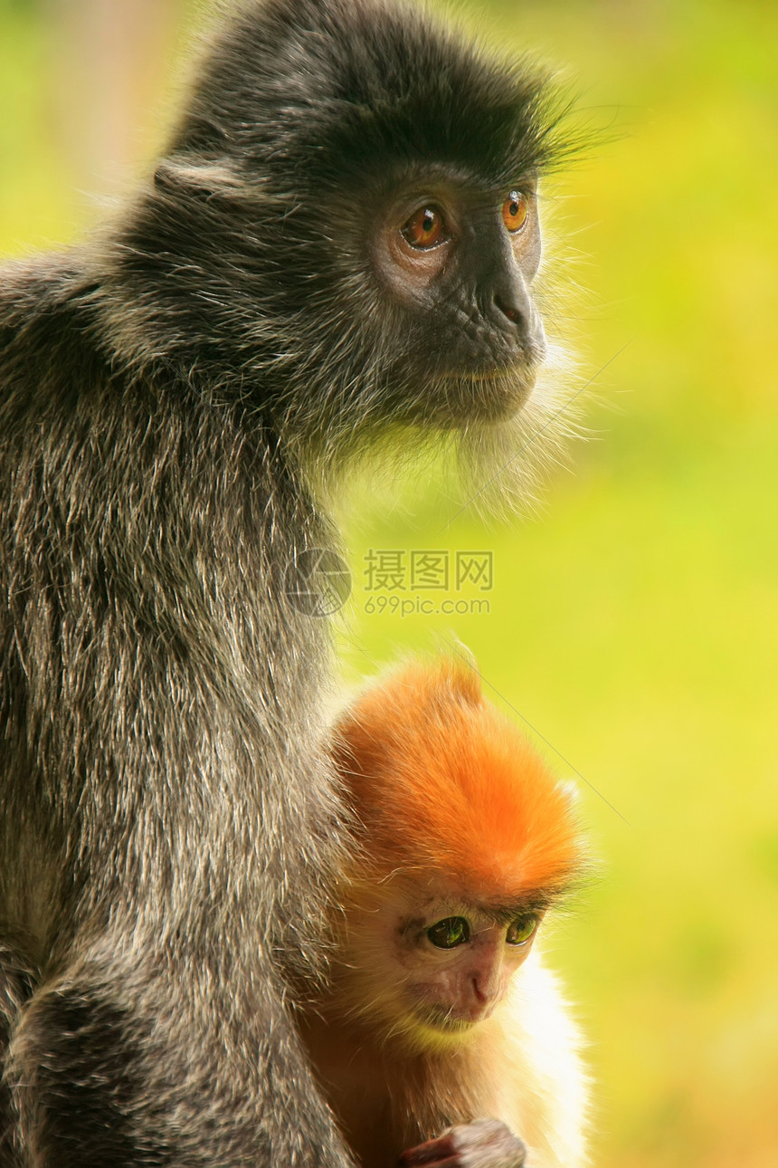 马来西亚婆罗洲 带小婴儿的银叶猴子异国情调荒野毛皮森林红树叶猴公园鸡冠花叶子图片