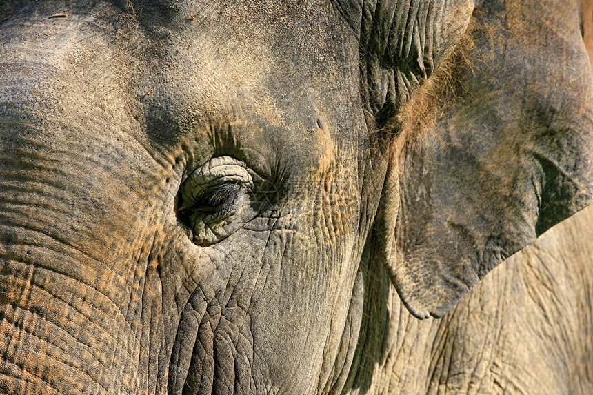 大象眼闭眼棕色野生动物皮肤冒充树干斑点哺乳动物眉毛动物园眼睛图片