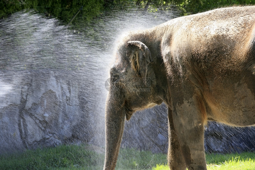 大象灰尘动物群场地衬套哺乳动物耳朵淬火象牙动物树干图片