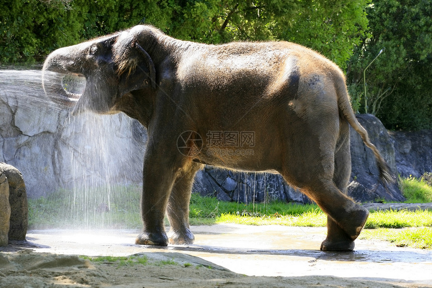 大象动物群野生动物口渴栖息地场地树干衬套哺乳动物灰尘耳朵图片