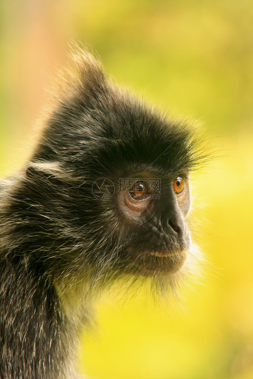 银叶猴子 塞皮洛克 婆罗洲 马来西亚丛林婴儿鸡冠花灵长类哺乳动物异国动物情调红树橙子图片