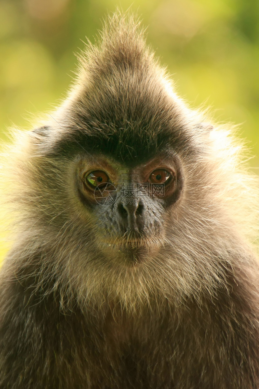 银叶猴子 塞皮洛克 婆罗洲 马来西亚毛皮女性哺乳动物叶子丛林婴儿荒野野生动物异国森林图片