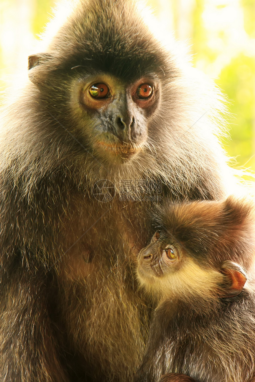 带婴儿的银叶猴子 马来西亚婆罗洲动物荒野哺乳动物毛皮女性叶子森林旅行叶猴野生动物图片