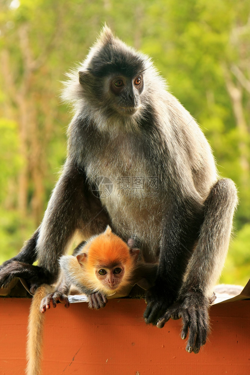 马来西亚婆罗洲 带小婴儿的银叶猴子丛林鸡冠花叶猴动物情调毛皮女性异国旅行公园图片