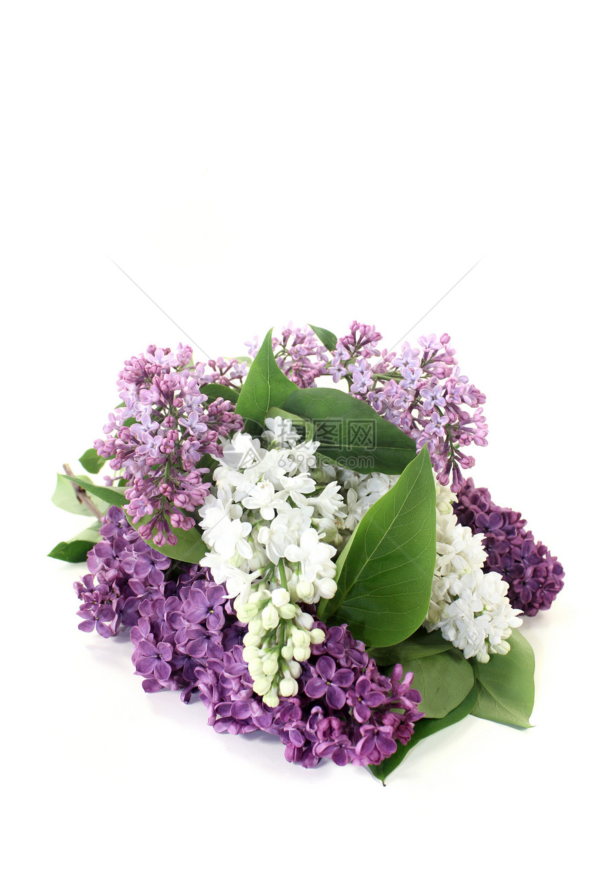 色彩多彩的花朵绿色香味紫色花园植物学花序植物群植物白色季节图片