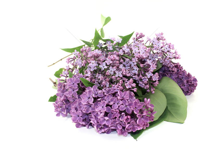 紫立花花图片