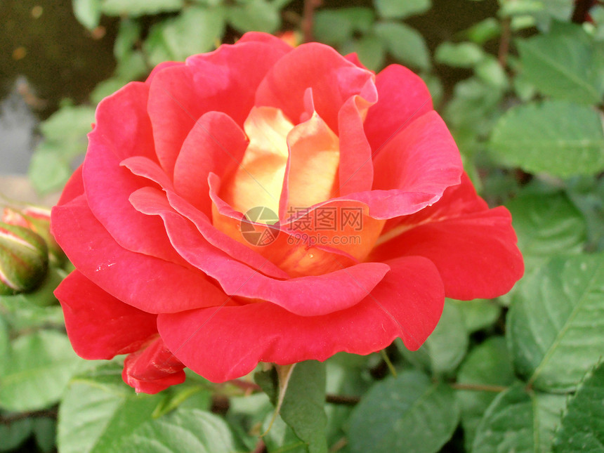 红玫瑰花香花园花粉玫瑰热带香味公园花朵香水绿色图片