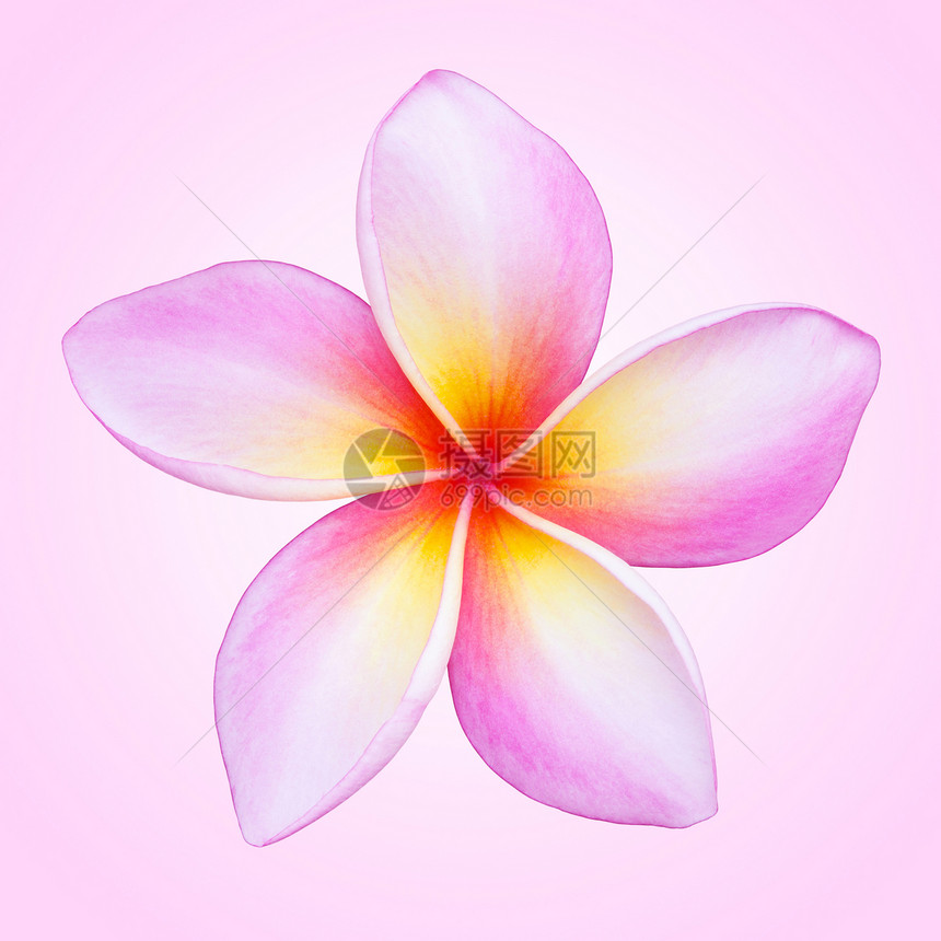 弗朗吉帕尼花朵异国温泉鸡蛋花宏观热带情调植物香味白色粉色图片