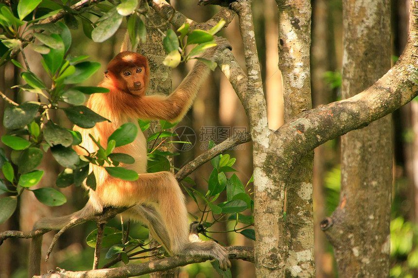 马来西亚婆罗洲 Borneo 坐在一棵树上荒野幼虫野生动物鼻子男性旅行森林鼻音红树情调图片