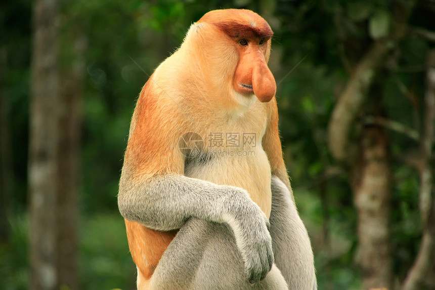 马来西亚婆罗洲 Borneo 一棵树上坐着蛋白质猴子情调男性红树鼻音哺乳动物荒野夫妻灵长类森林异国图片