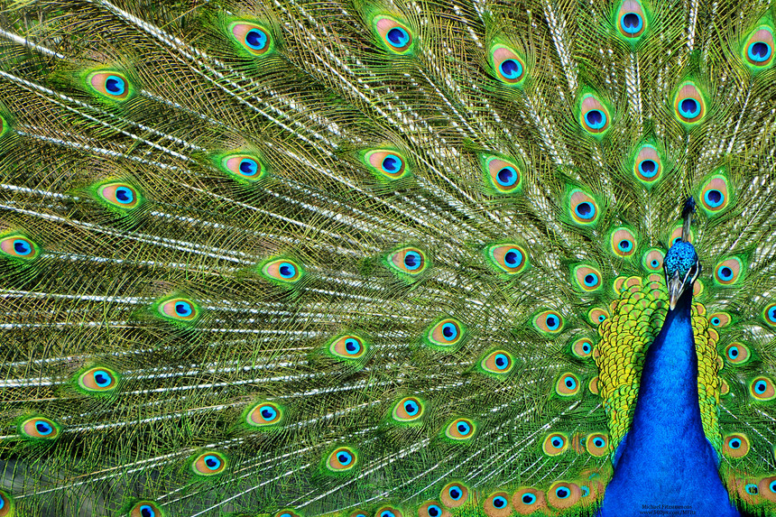 孔雀尾羽羽毛绿色鸟类野生动物自然图片