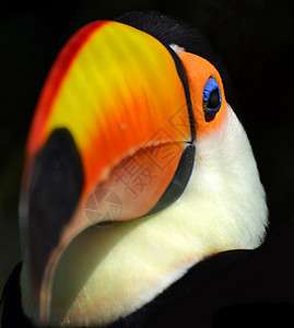 Toucan 肖像野生动物橙子羽毛黑色鸟类背景动物背景图片