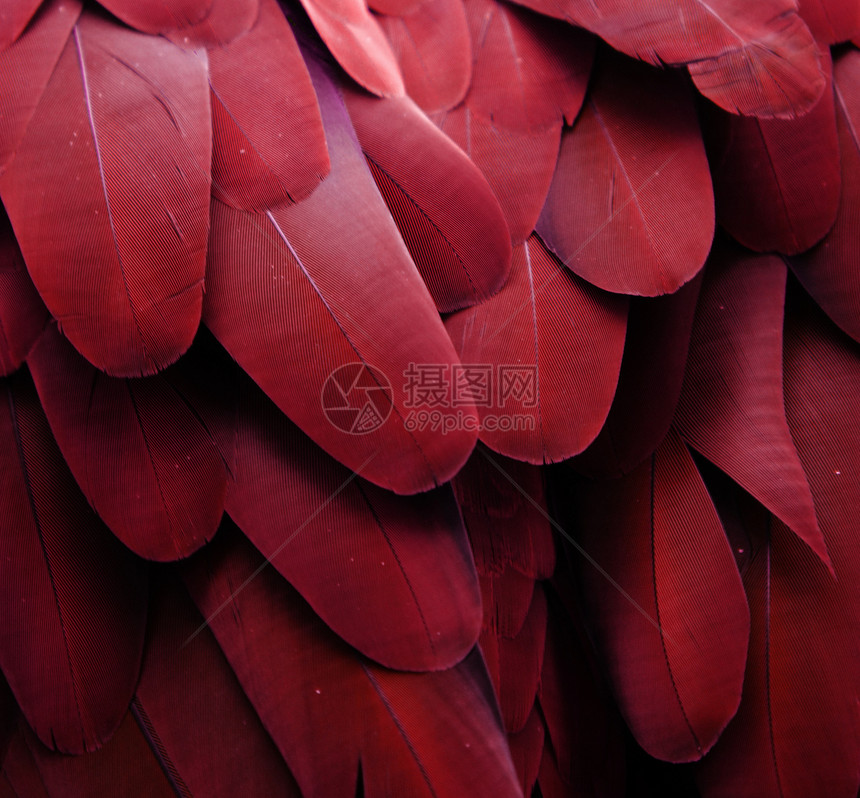 红鹦鹉羽毛金刚鹦鹉宏观栗色野生动物红色鸟类图片
