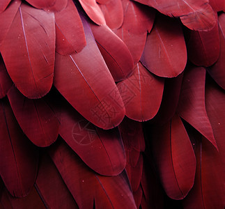 红鹦鹉羽毛金刚鹦鹉宏观栗色野生动物红色鸟类背景图片