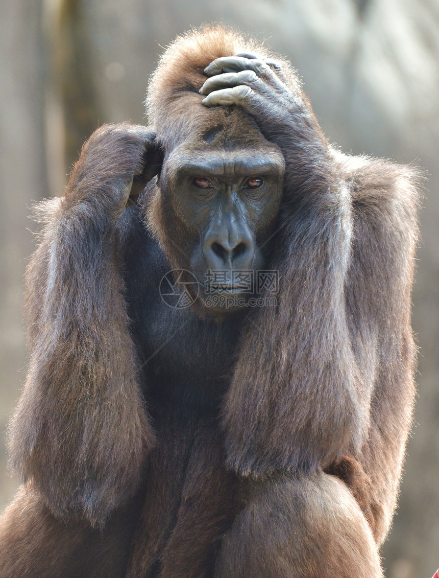 大猩猩肖像野生动物动物灵长类图片