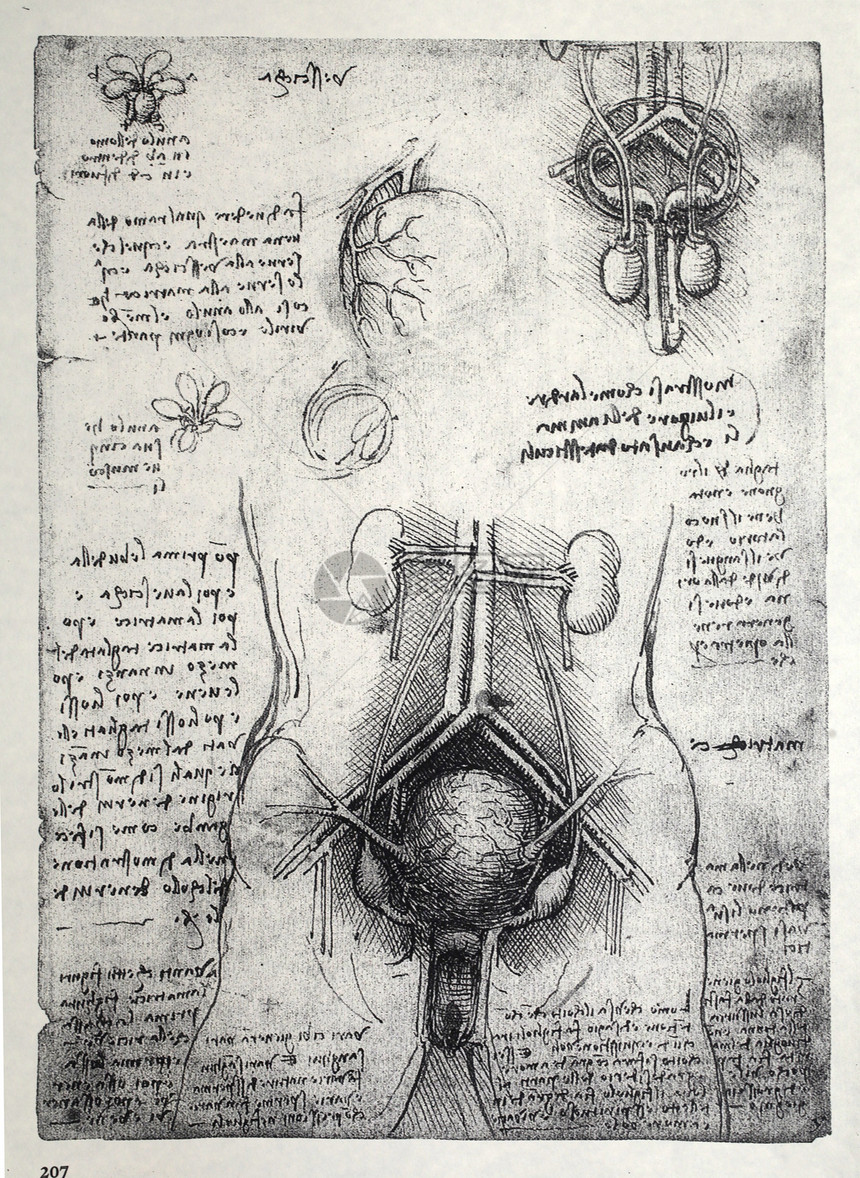 解解剖学学习保健卫生历史名声生理男人生物学艺术插图图片