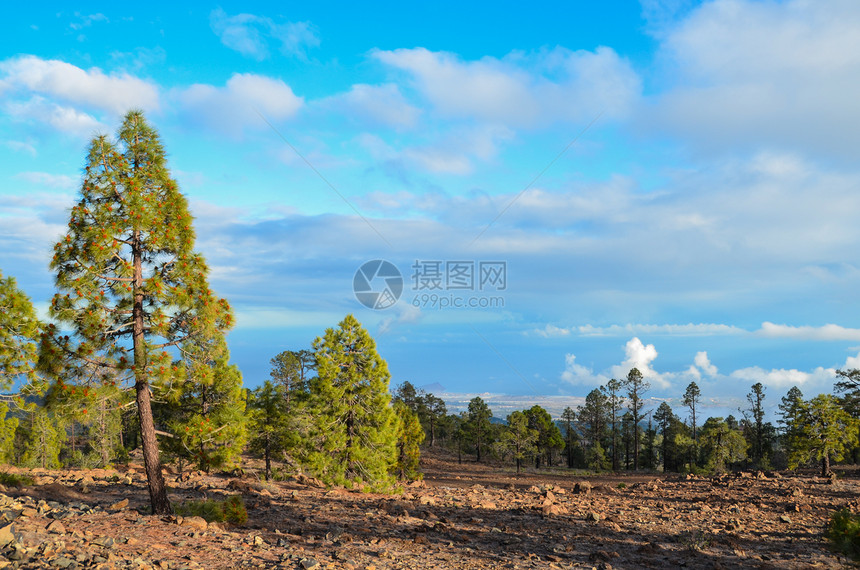 松松林松树林松林天空树木森林蓝色图片