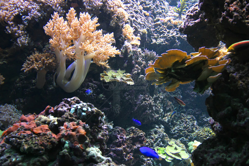 水下岩石木头生活热带动物园水族馆动物潜水野生动物动物群图片