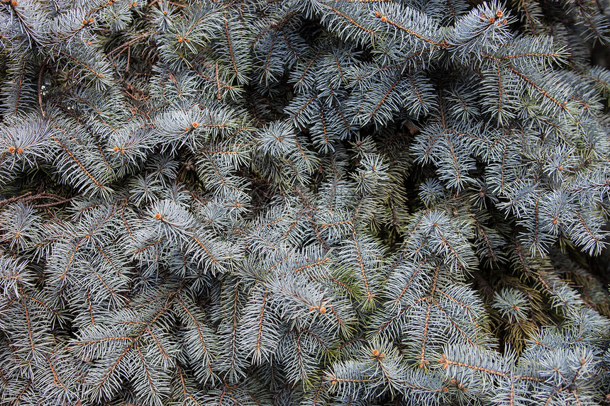 科罗拉多蓝宝石的分支云杉小枝木头针叶香气疗法森林枞树松树芳香图片