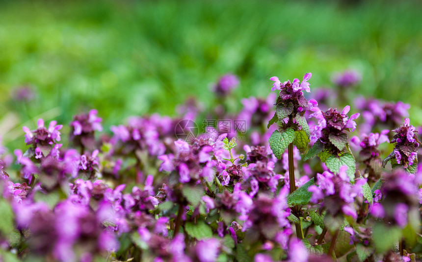 紫色已死织物森林草药场地村庄花园植被草地野花植物植物群图片