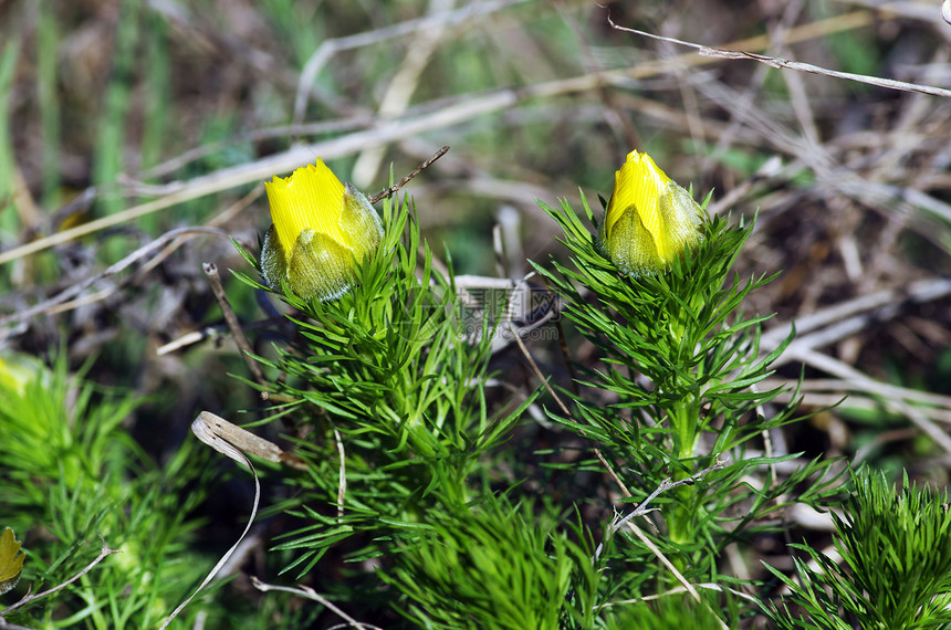 野生黄在自然 植物天然背景中生长荒野萼片衬套芍药牡丹宏观玫瑰植物学雌蕊季节图片