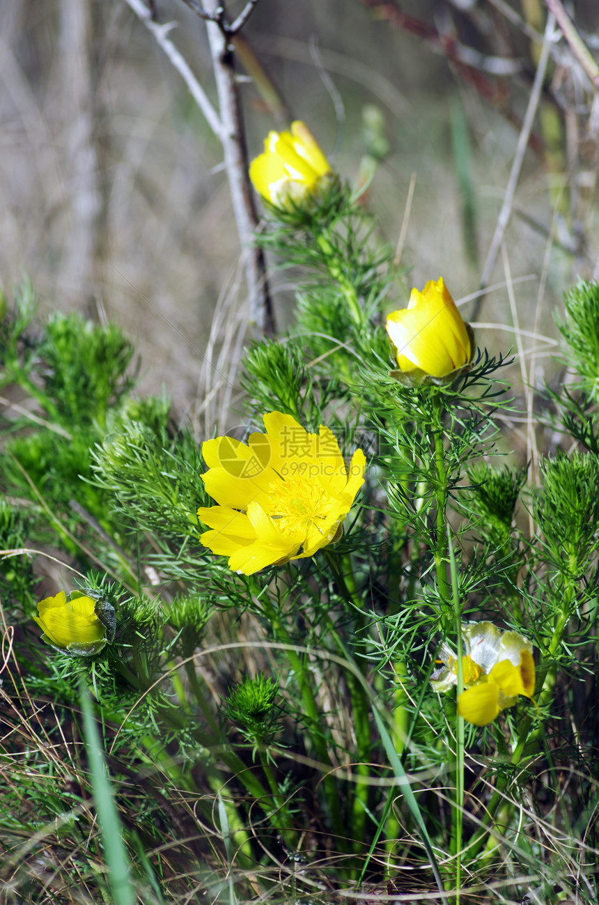 野生黄在自然 植物天然背景中生长季节雌蕊场地园艺花园花瓣宏观荒野玫瑰叶子图片