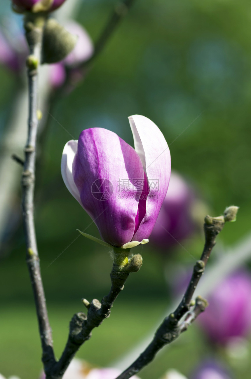 木兰花树花花朵植物学花枝环境花园生长季节公园天空宏观图片