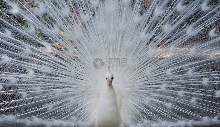 白孔雀尾羽鸟类孔雀野生动物羽毛白质图片