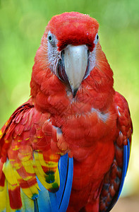斯嘉丽马考鸟类鹦鹉野生动物红色金刚鹦鹉羽毛背景图片