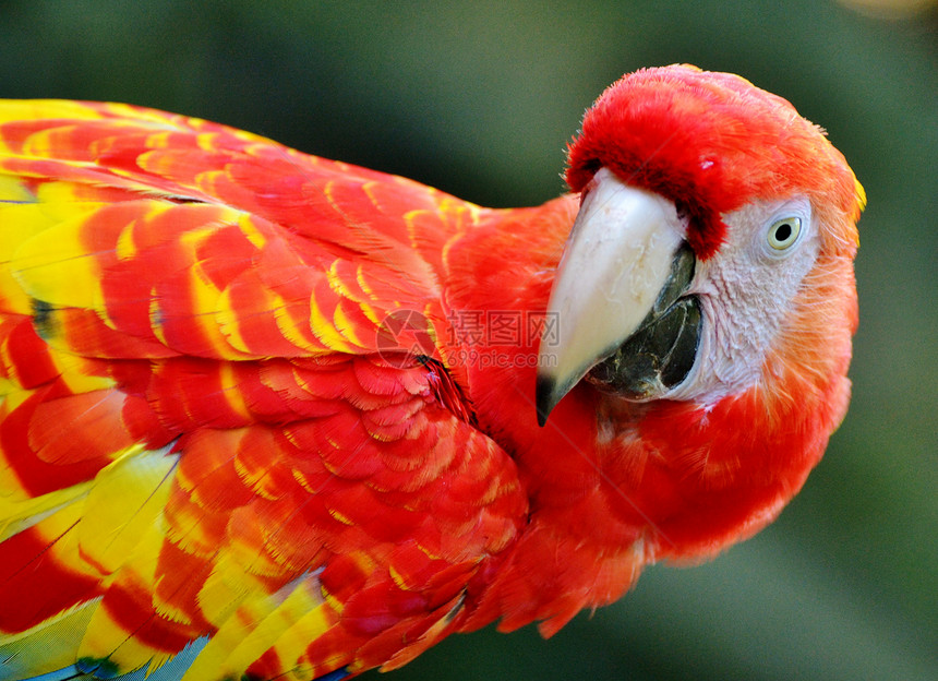 斯嘉丽马考鸟类野生动物鹦鹉羽毛金刚鹦鹉红色图片