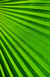 棕榈花对角线绿色植物背景图片