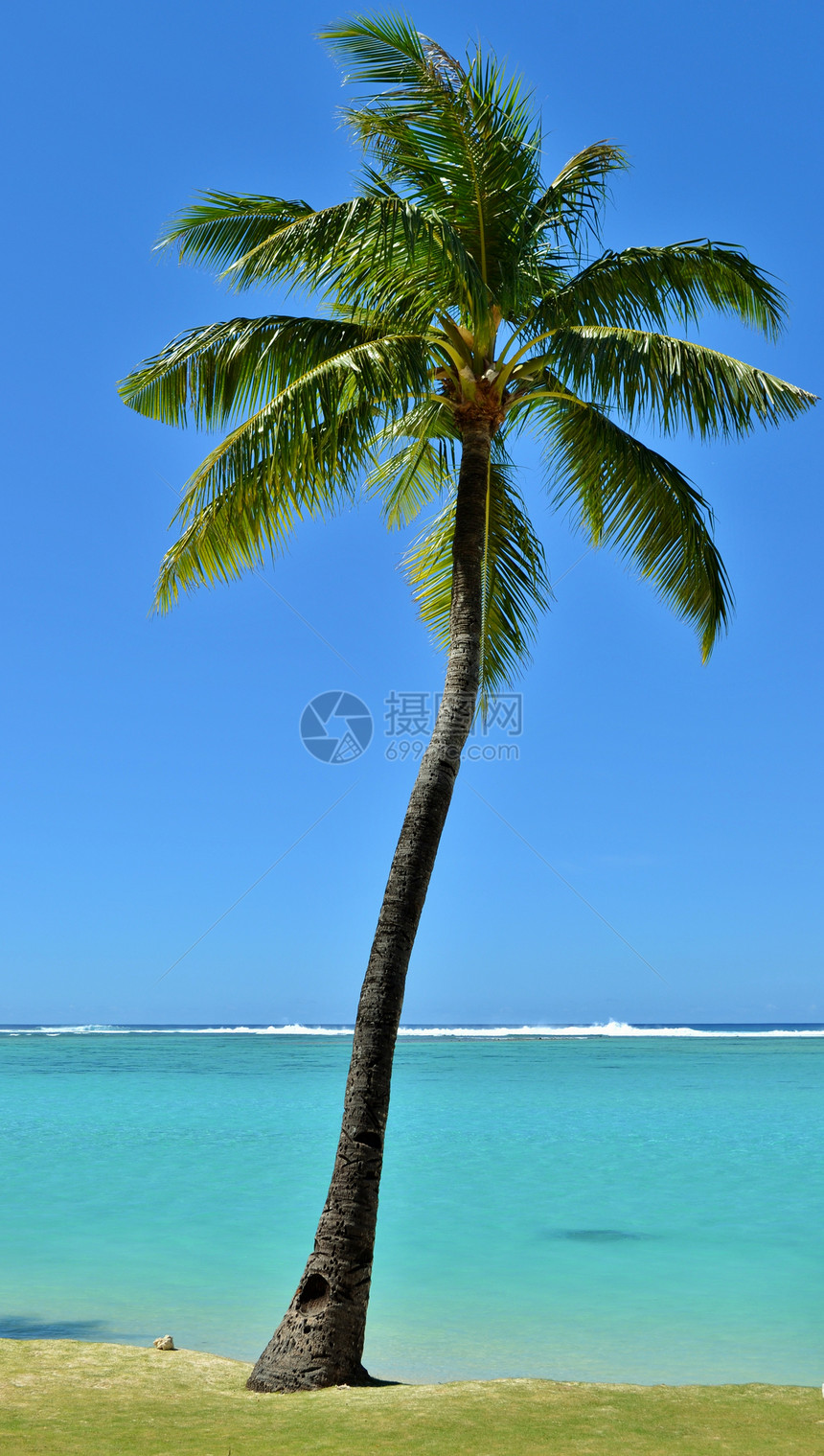 热带棕榈树假期蓝色海滩旅行海洋图片