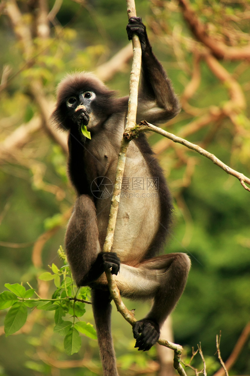 坐在一棵树旁的光辉朗古尔翁钟国家海军陆战队叶子丁字裤热带动物荒野公园哺乳动物森林国家叶猴图片