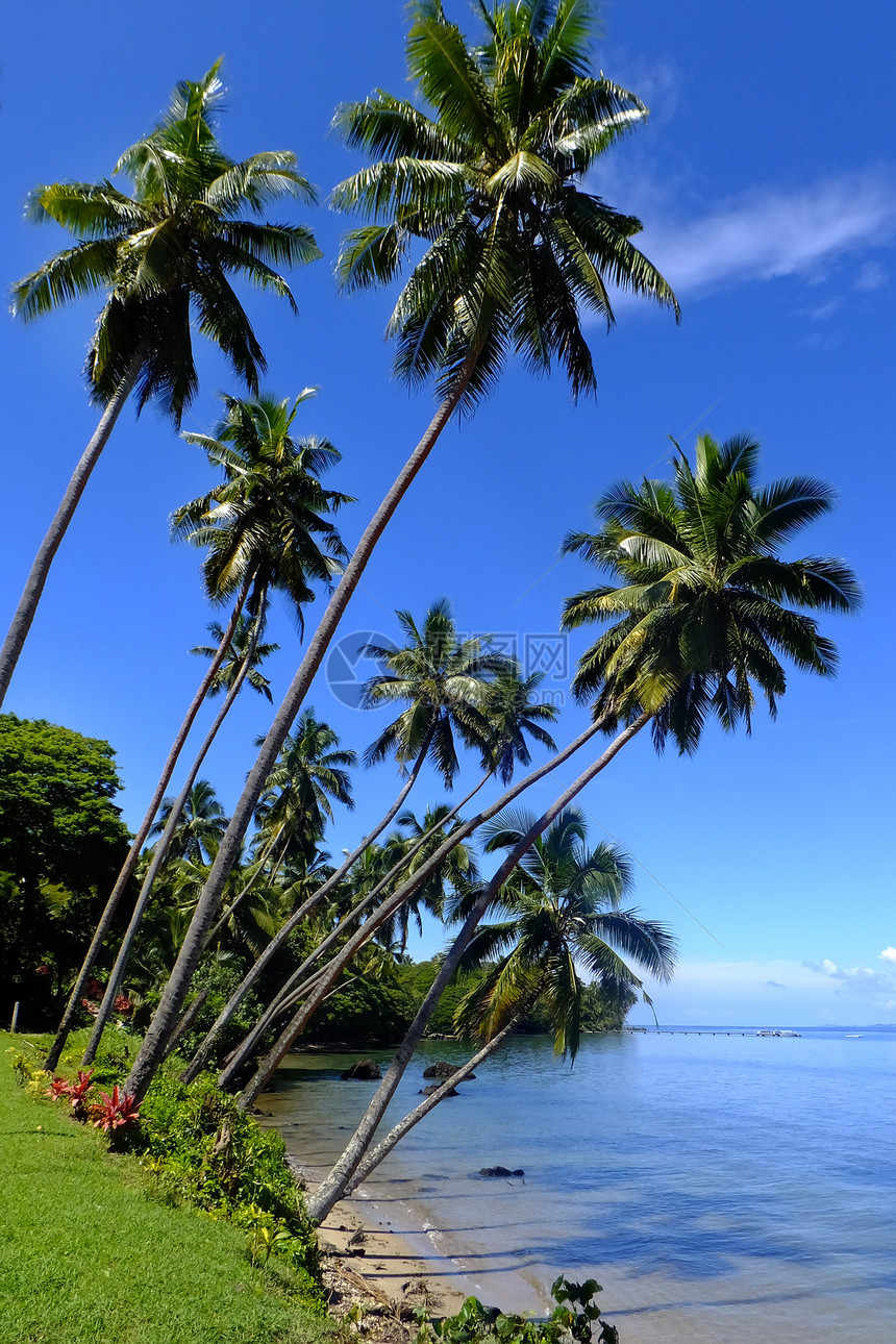 斐济Vanua Levu岛海滩上的棕榈树旅行棕榈海岸线海岸天堂蓝色天空港口情调支撑图片