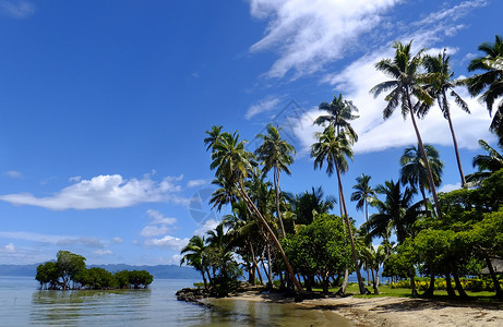 瓦努阿岛斐济Vanua Levu岛海滩上的棕榈树海岸线棕榈旅行热带海洋天空港口蓝色支撑天堂背景