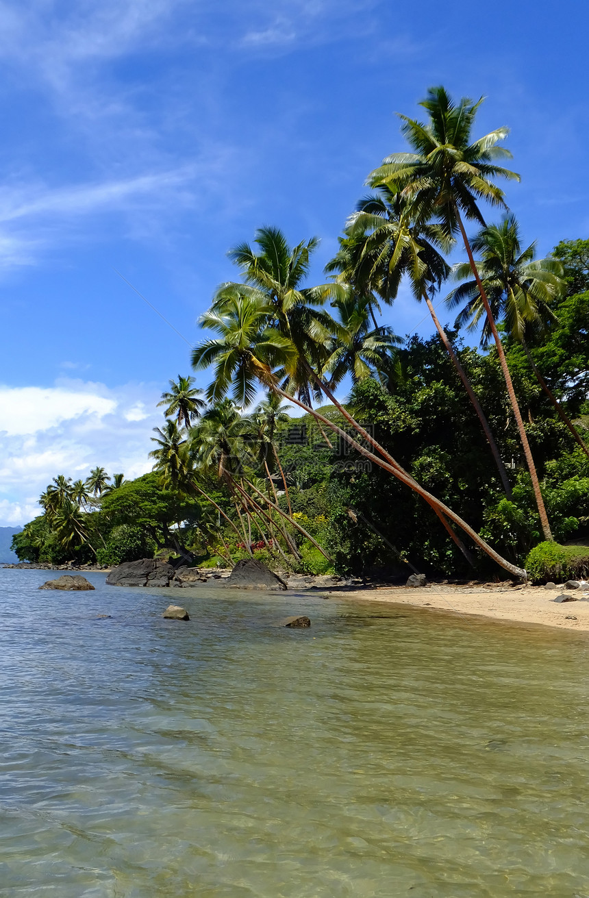 斐济Vanua Levu岛海滩上的棕榈树港口蓝色支撑热带旅行天堂异国海岸天空棕榈图片