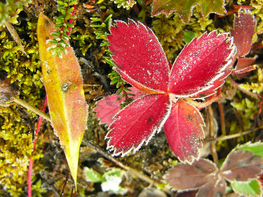 加拿大Yoho国家公园草莓叶 冰冻草莓叶国家红色树叶绿色荒野树木植物森林宏观磨砂图片
