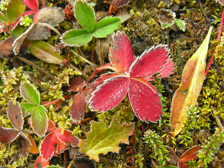 加拿大Yoho国家公园草莓叶 冰冻草莓叶树木风景荒野树叶高山植物公园国家森林叶子图片