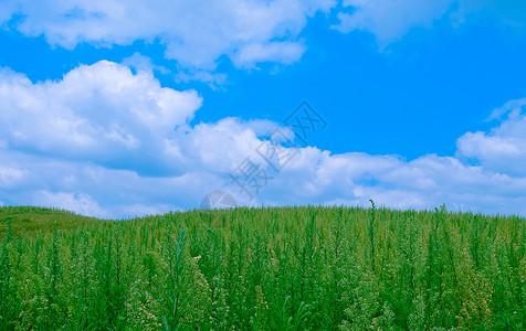 云彩蓝天下的草地背景图片