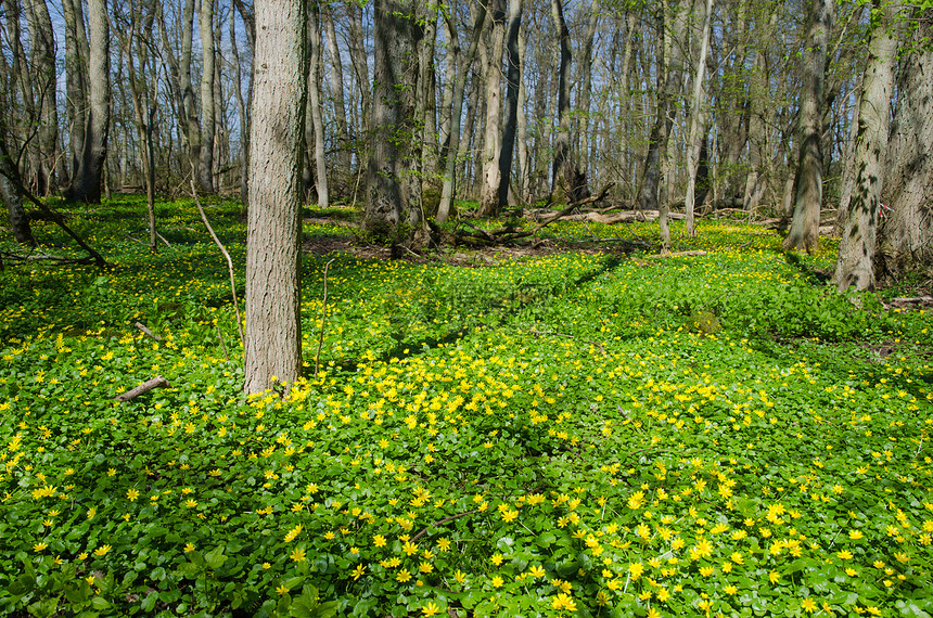 春天的黄向野花图片